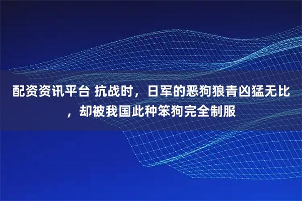 配资资讯平台 抗战时，日军的恶狗狼青凶猛无比，却被我国此种笨狗完全制服